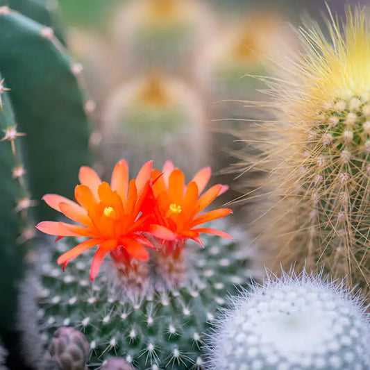 Cactus Flower & Jade